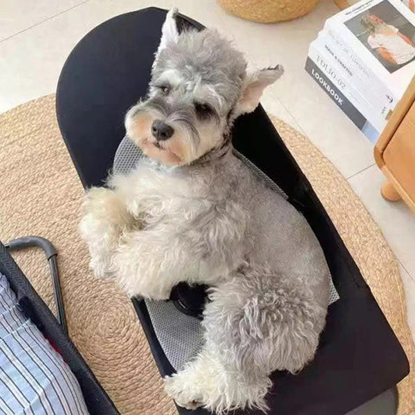 Baloiço para cães